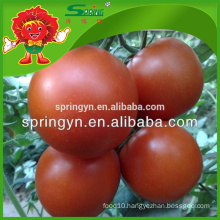 100% natural planting Crystal red tomato a tomato from China